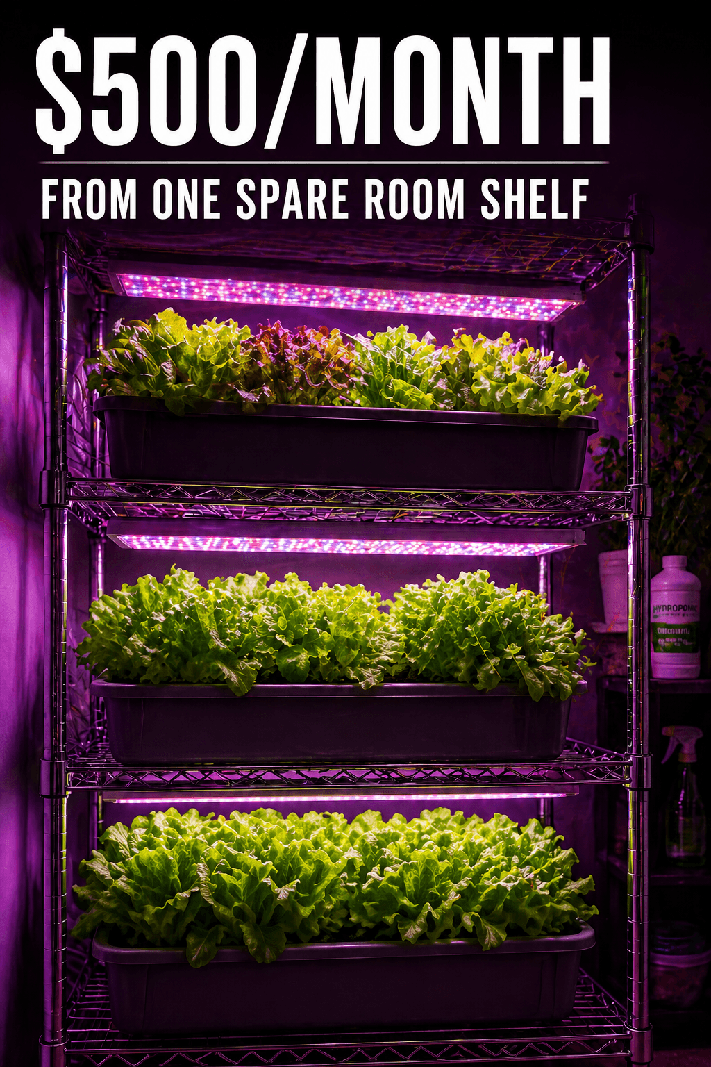 Wire shelving unit with multiple trays of lush lettuce under purple LED grow lights earning $500 per month from a spare room